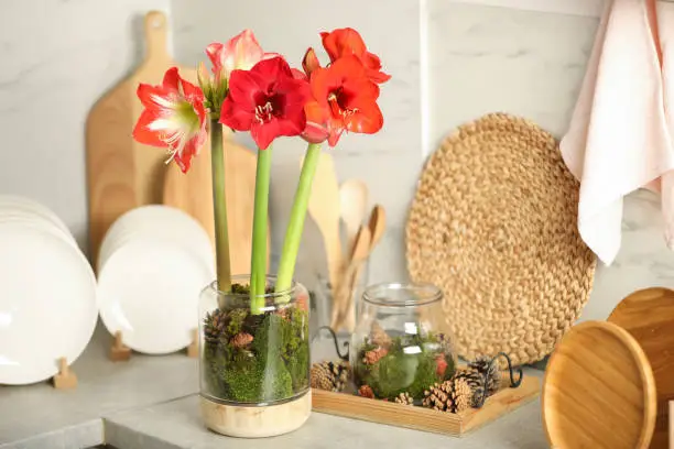 Beautiful red amaryllis flowers and tableware on counter indoors