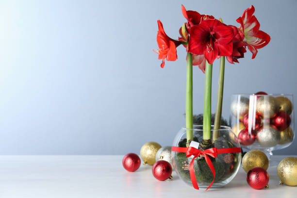 bellissimi fiori di amaryllis rosso e decorazioni natalizie su tavolo bianco. spazio per il testo - amaryllis foto e immagini stock