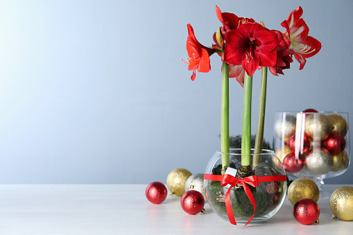 Beautiful red amaryllis flowers and Christmas decor on white table. Space for text