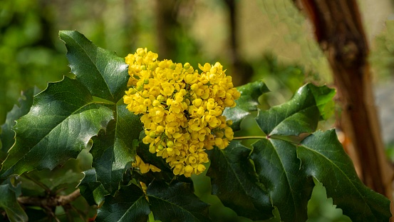 Flowering Mahonia aquifolium or Oregon grape in spring garden. Bright yellow inflorescences of flowers against blurred background of spring greenery. Selective focus. Natural backdrop for any idea.