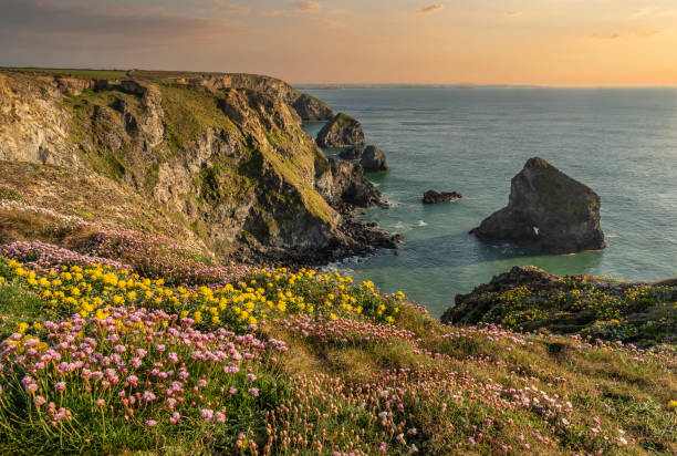 istock Beautiful landscape image during Spring golden hour on Cornwall coastline at Bedruthan Steps 1317614011