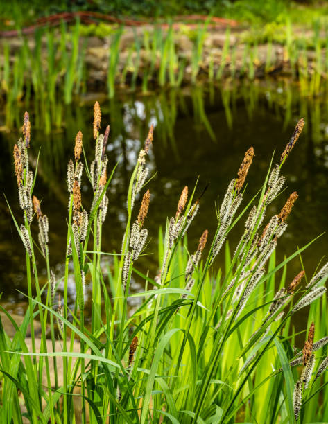 Blooming sedge Carex "Nigra" (Carex melanostachya) on shore of garden pond. Fluffy yellow caps on Black or common sedge against blurred background. Selective focus. Nature concept for spring design. Blooming sedge Carex "Nigra" (Carex melanostachya) on shore of garden pond. Fluffy yellow caps on Black or common sedge against blurred background. Selective focus. Nature concept for spring design. carex pluriflora stock pictures, royalty-free photos & images