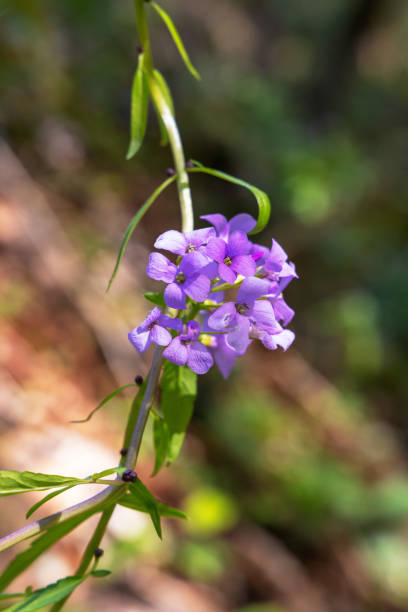 The flower of the coralroot (Cardamine bulbifera) in spring The flower of the coralroot (Cardamine bulbifera) in spring cardamine bulbifera photos stock pictures, royalty-free photos & images