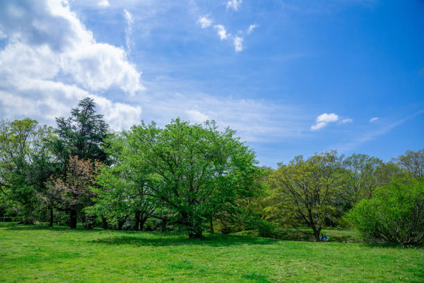 istock Fresh green and blue sky in the park 1317623332