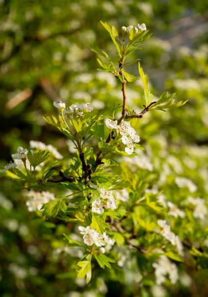 istock Hawthorn branches Crataegus with white flowers in spring in Greece 1317623472