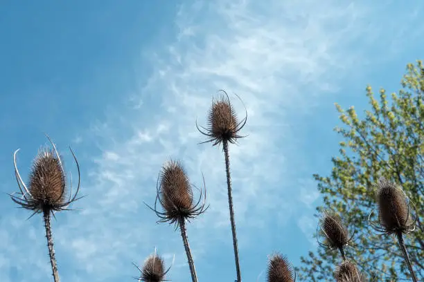 Teasels on display in front of a perfect spring day.