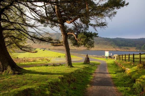 Calf Hey Reservoir, Haslingden Grane, Rossendale, Lancashire Access footpath to Calf Hey Reservoir.  Looking through the branches of mature trees along the dam.  Tor Hill beyond. lancashire stock pictures, royalty-free photos & images