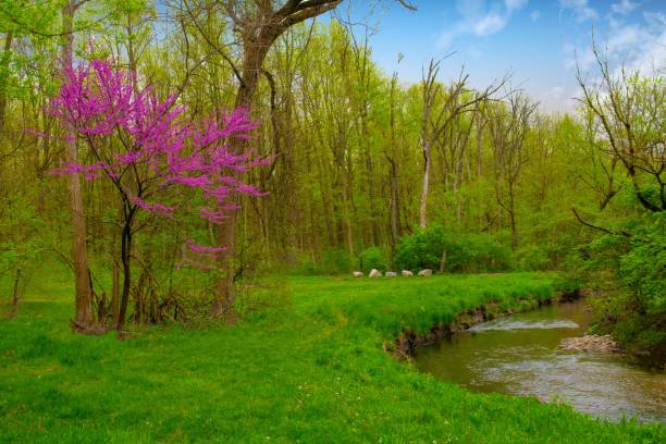 istock Redbud tree along a small stream-Hamilton County, Indiana 1317624180