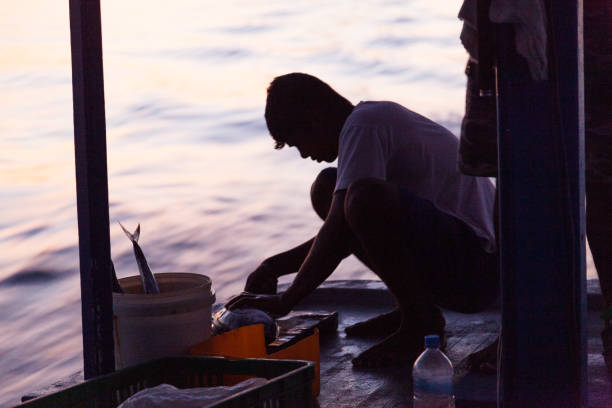 Preparing baits for fishing in morning on a fishing dhoni Bathala island, Maldives - October 14, 2009: First morning lights from the fishing boat ready for morning fishing. Staff member is preparing baits. maldives fish market photos stock pictures, royalty-free photos & images