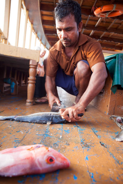 Fisherman preparing fishing baits from fresh fish Madoogali island, Maldives - January 21, 2010: First morning lights from the fishing boat ready for morning fishing. Staff member is preparing baits. maldives fish market photos stock pictures, royalty-free photos & images