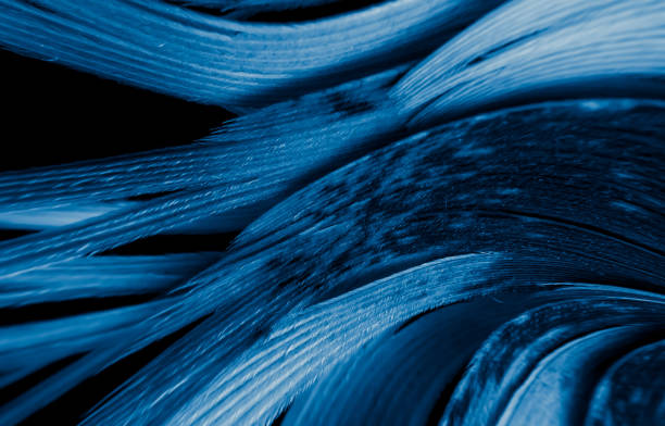 istock blue and black rooster feathers. background or texture 1317625364