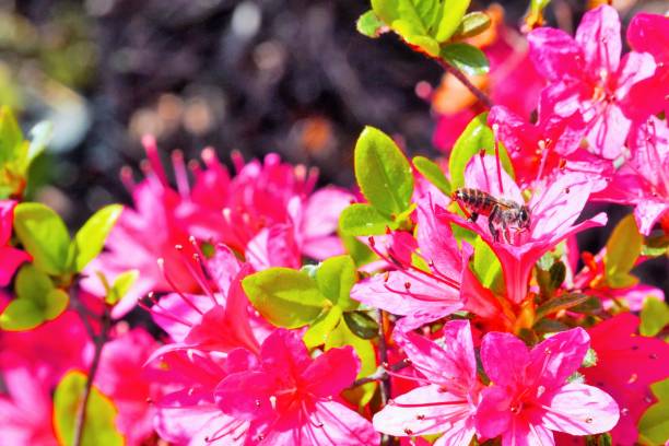 istock Bees collecting red azalea flowers and nectar 1317626510