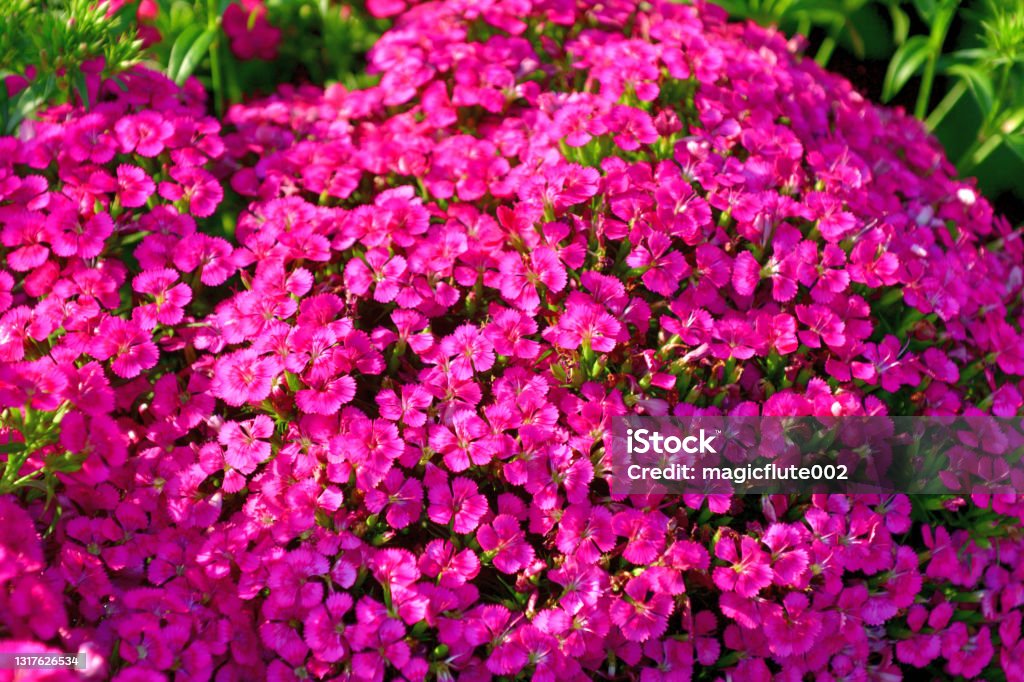 Dianthus Barbatus Interspecific Jolt Pink Stock Photo - Download Image ...
