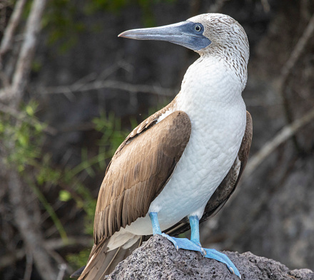 Taken in the Galapagos Islands, Ecuador
