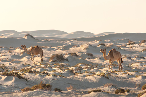Grazing camels in the dunes at Khalouf Beach, Oman.