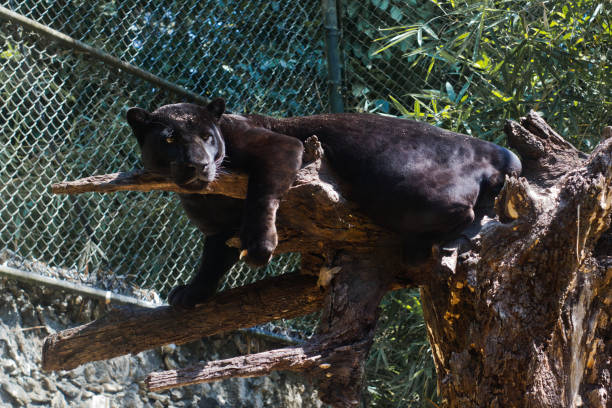 rescued black panther lying down over a tree branch inside a natural reserve