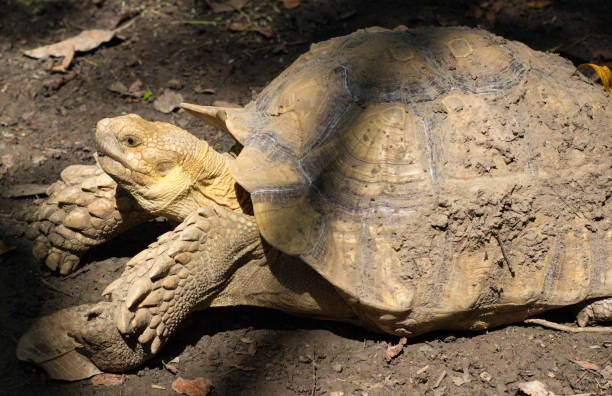 istock African spurred tortoise with mud in its shell side view 1317627947