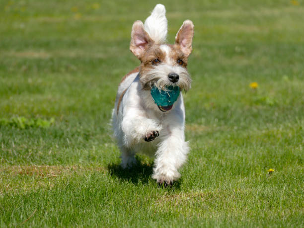 istock Jack Russell Terrier Close Up. 1317628089