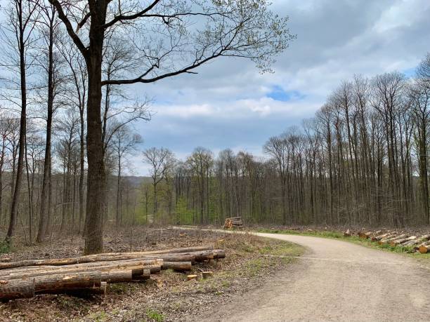 an empty forest and freshly cut trees. - logging road imagens e fotografias de stock