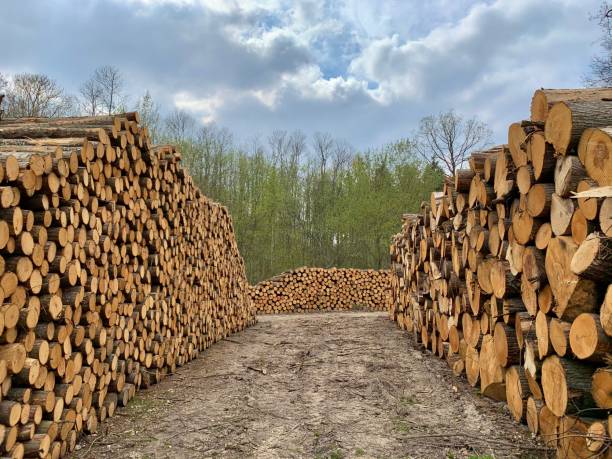 Logged timber off to a different life. stock photo