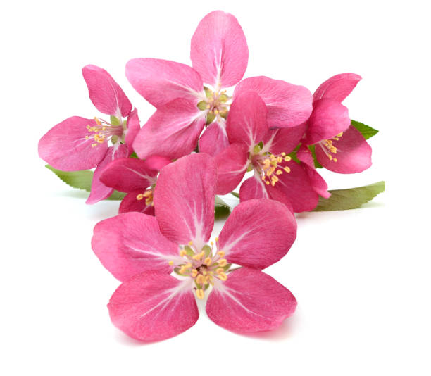 istock Blooming pink cherry blossom flower 1317629740