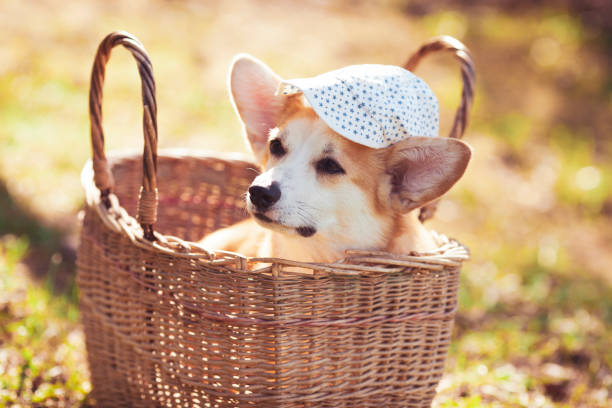 istock Corgi dog sitting in the basket. Baseball cap on it's head. 1317629939