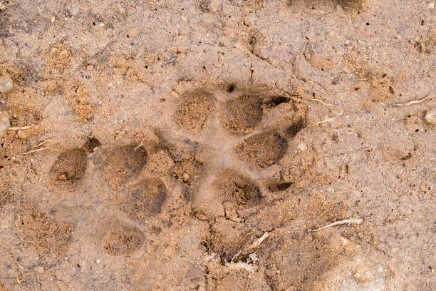 istock The dog 's footprints on cement floor background. Selective focus. 1317630034