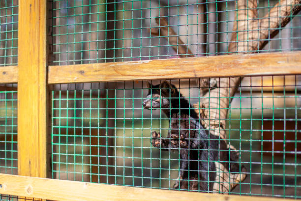 istock Small black animal European mink in a cage, behind bars. 1317630217