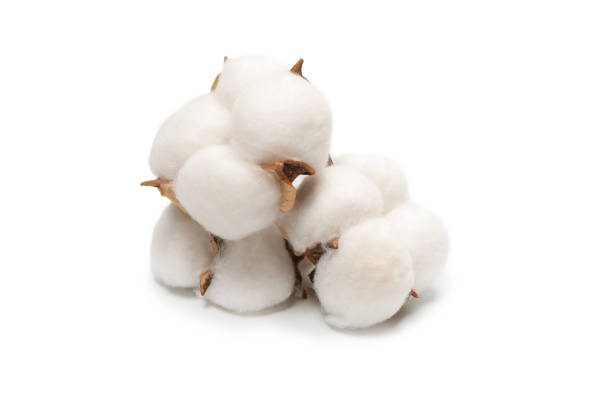 istock Cotton flower branch isolated on white background. 1317630440