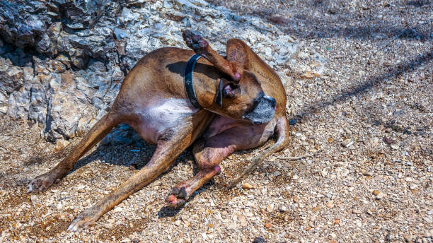 Dog lays on rocks and cleans fur stock photo