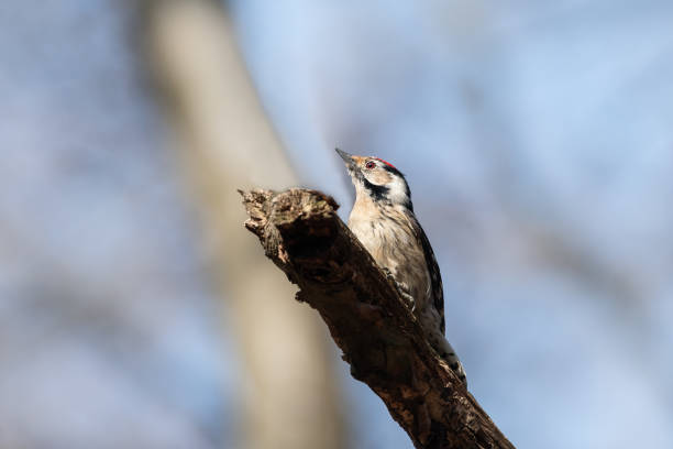 istock A Lesser Spotted Woodpecker sitting on a small tree 1317631634