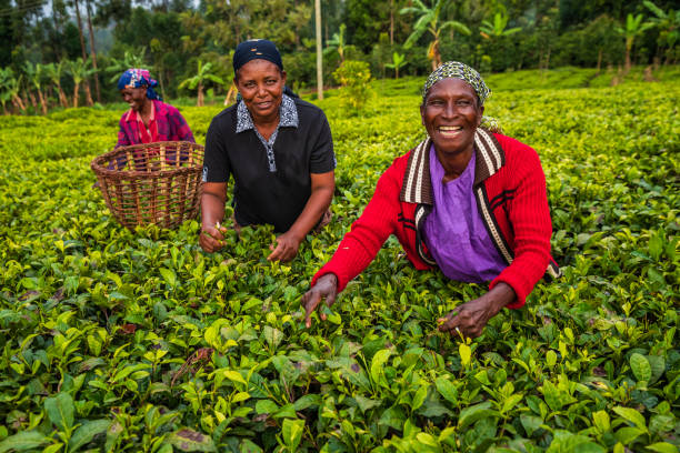 donne africane che strappano foglie di tè nelle piantagioni, africa orientale - tea pickers foto e immagini stock