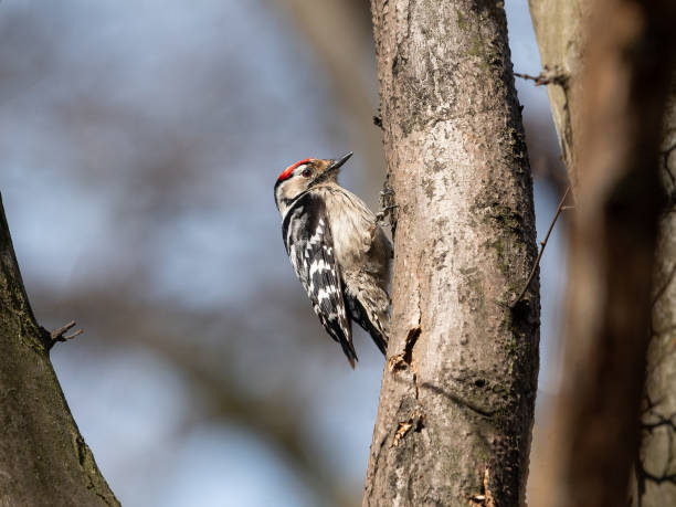 A Lesser Spotted Woodpecker sitting on a small tree A Lesser Spotted Woodpecker sitting on a small tree, sunny day in early spring, deciduous forest in Vienna (Austria) lesser spotted woodpecker stock pictures, royalty-free photos & images