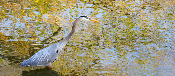 istock Dramatic series of photos showing a blue herons hunting process 1317631953