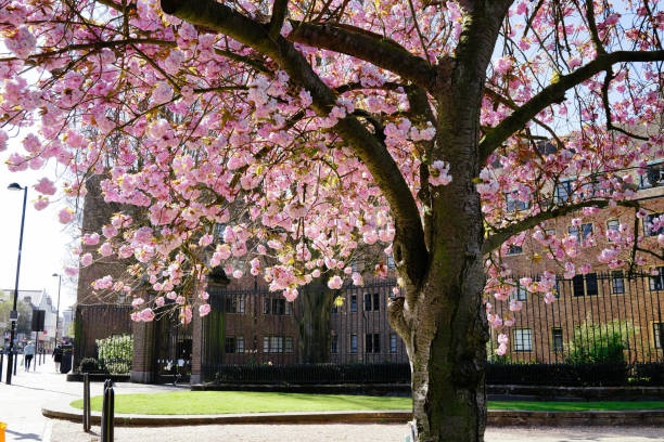 istock A cherry blossom tree at Bridge Street, Cambridge, UK 1317632965