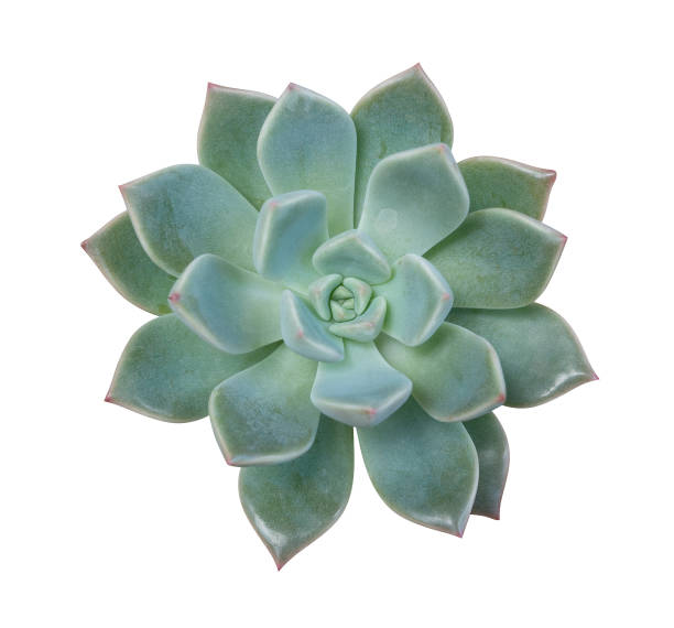 istock Succulent cactus flower tropical plant top view isolated on white background, clipping path included 1317633391