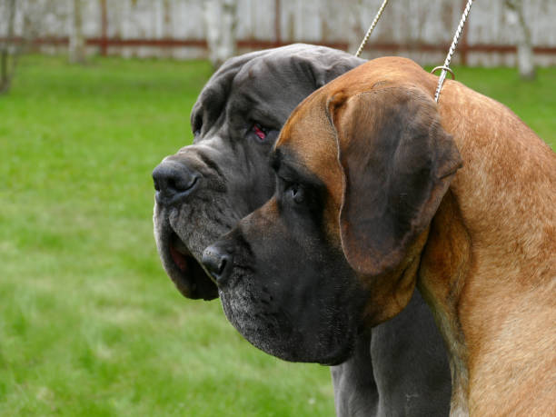 istock Two great dane close up portrait 1317633588
