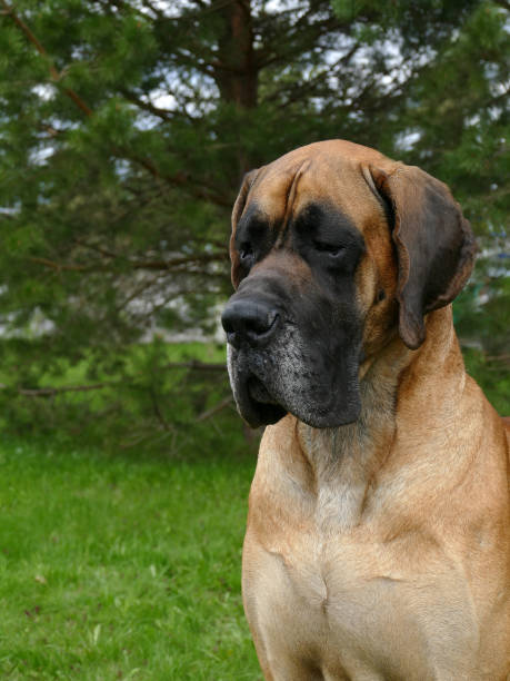istock great dane close up portrait 1317633595