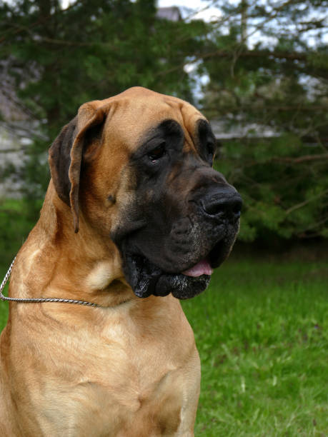 istock great dane close up portrait 1317634194