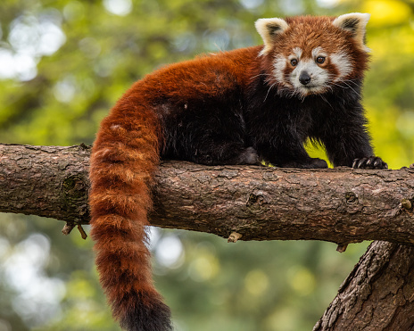 The red panda is slightly larger than a domestic cat with a bear-like body and thick russet fur. They are very skillful and acrobatic animals that predominantly stay in trees.