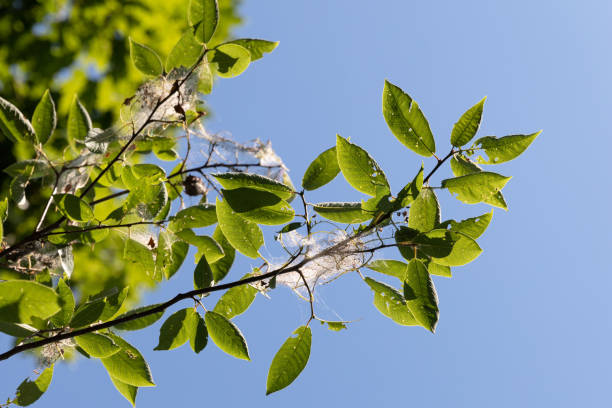 Tree Bird cherry in garden infested with spindle ermine moth caterpillars, covered with webs from the spider moth. Pest house. Close up. Disaster for the forest