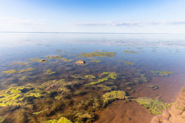 concepto de naturaleza muerta. las aguas residuales sucias causaron un rápido crecimiento de algas tóxicas en el lago, el mar. contaminación del agua. problema ecológico - gulf of finland landscapes nature pollution fotografías e imágenes de stock