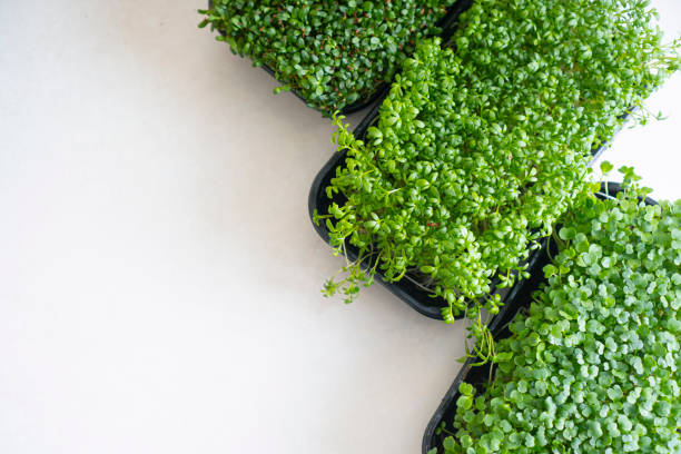 istock Microgreens in a black trays. Top view. Copy space. 1317635723