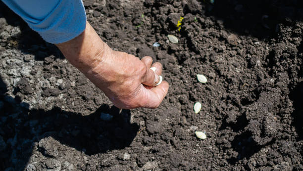 young adult woman hand planting pumpkin seeds in fresh dark soil.selective focus - planting growth plant gourd imagens e fotografias de stock