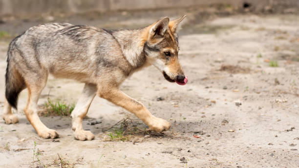 istock European wolf puppy 1317636790