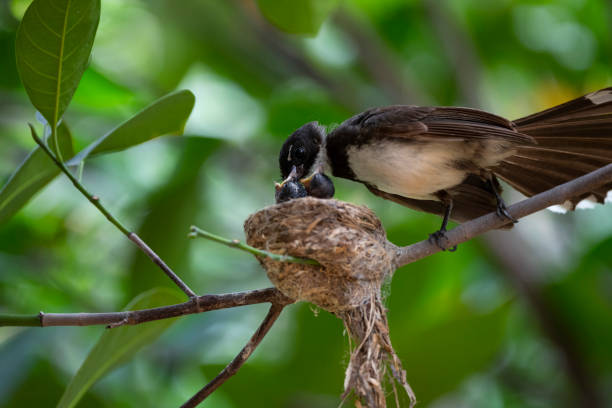 istock Sunda Pied Fantail 1317636959