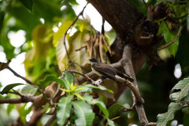 A pretty small bird with black and white body parts  and long fan - shaped tails. It has white eye brows and white stripe on the throat.