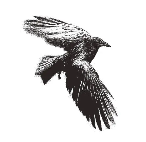 Vector illustration of Crow flying