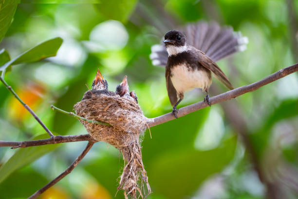istock Sunda Pied Fantail 1317637236