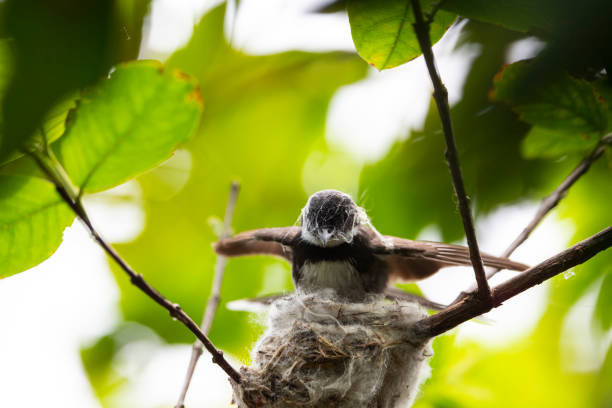 istock Sunda Pied Fantail 1317637436